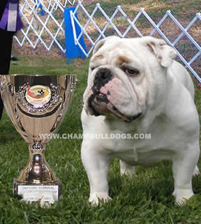 English Bulldogs pictures , English Bulldog photos